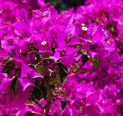 Bouganvilleas Bio