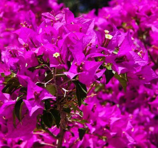 Bouganvilleas Bio