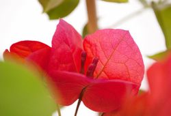 Bouganvilleas Bio