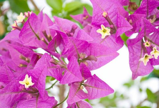 Bouganvilleas Bio