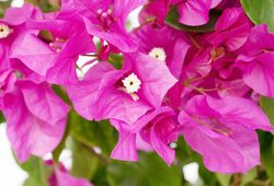 Bouganvilleas Bio