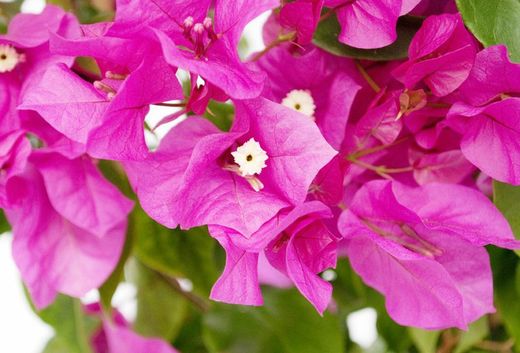 Bouganvilleas Bio