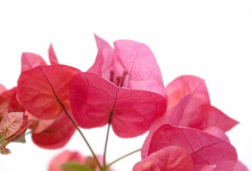 Bouganvilleas Bio
