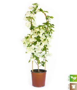 Bouganvilleas Bio