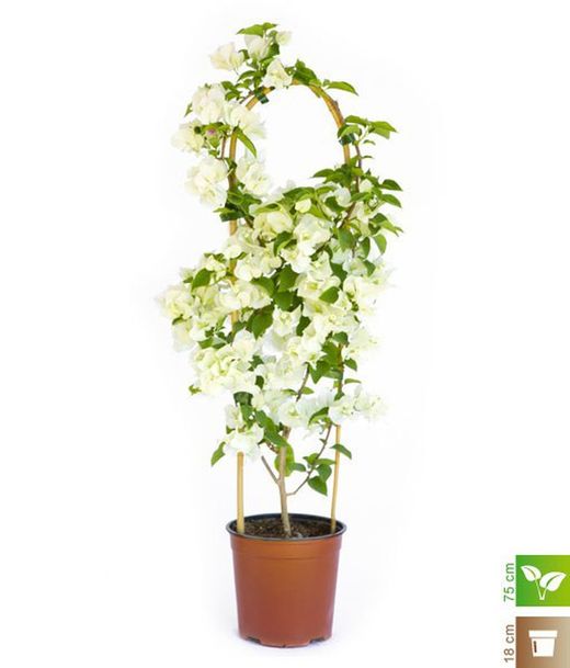 Bouganvilleas Bio