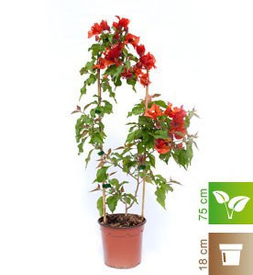Bouganvilleas Bio