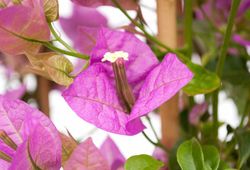 Bouganvilleas Bio