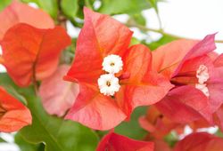 Bouganvilleas Bio