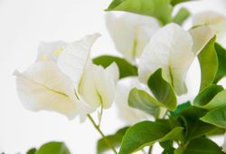 Bouganvilleas Bio