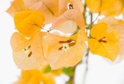 Bouganvilleas Bio