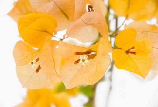 Bouganvilleas Bio