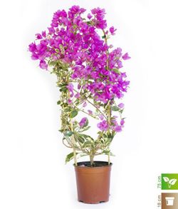 Bouganvilleas Bio