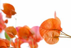 Bouganvilleas Bio