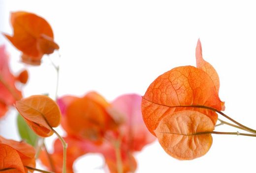 Bouganvilleas Bio
