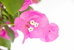 Bouganvilleas Bio