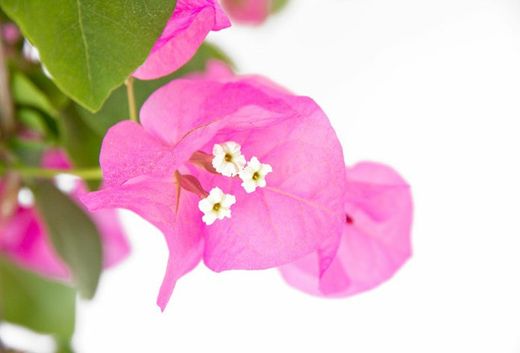Bouganvilleas Bio
