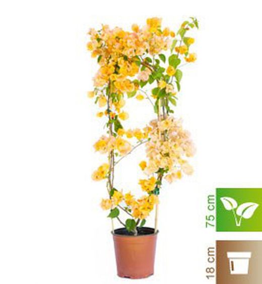 Bouganvilleas Bio