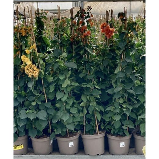 Bouganvilleas Bio