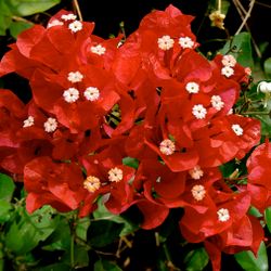 Bougainvilliers biologiques