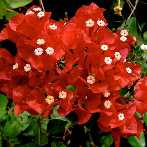 Bougainvilliers biologiques