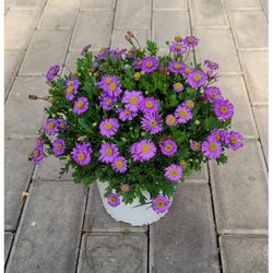 Brachyscome Iberidifoia