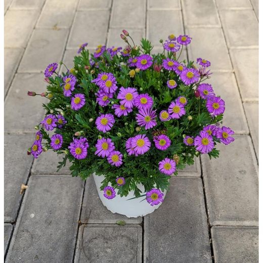 Brachyscome Iberidifoia