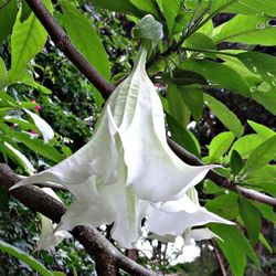 Brugmansia