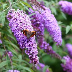 Buddleja Davidii Candy Arbol de las mariposas