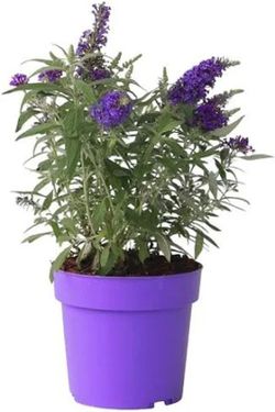 Buddleja Davidii Candy Arbol de las mariposas