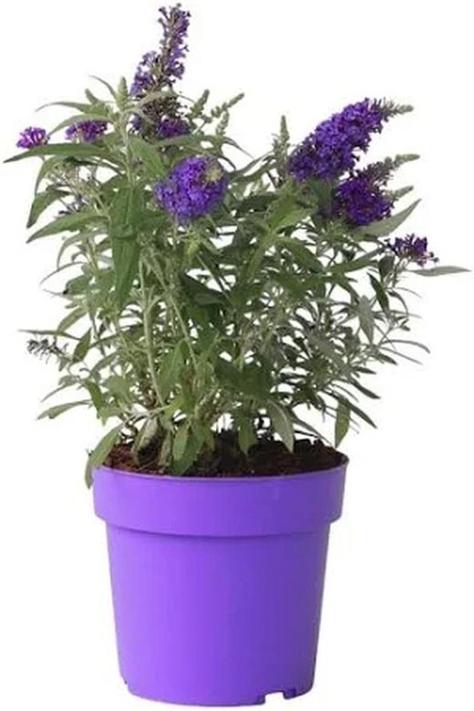 Buddleja Davidii Candy Arbol de las mariposas
