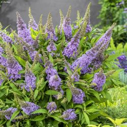 Buddleja Davidii Candy Arbol de las mariposas