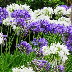 bulbs Agapanthus