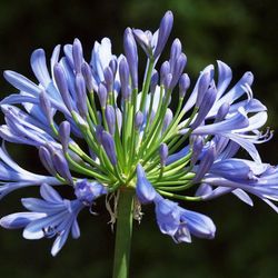 bulbs Agapanthus