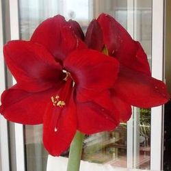Bulbos Amarillis