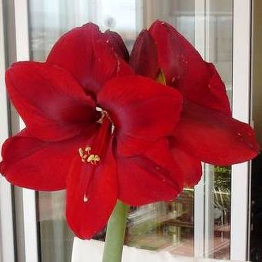 Bulbos Amarillis