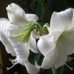 Bulbos Amarillis