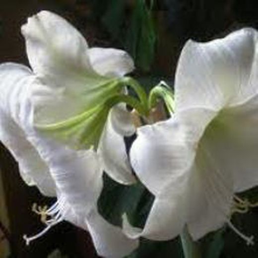 Bulbos Amarillis