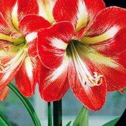 Bulbos Amarillis
