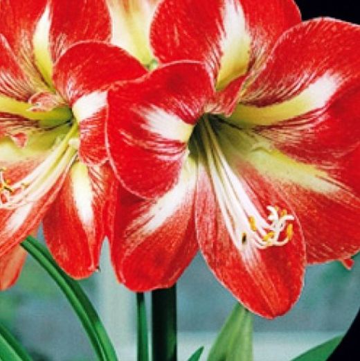 Bulbos Amarillis