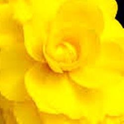 Bulbs Begònies Dobles