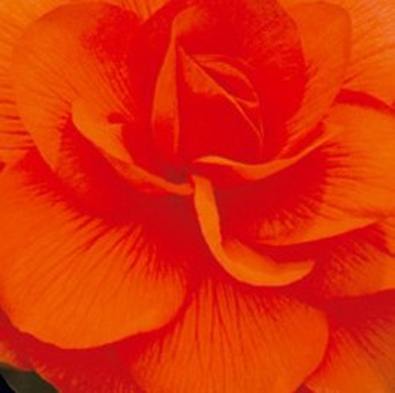 Bulbos Begonias Dobles — Floresfrescasonline