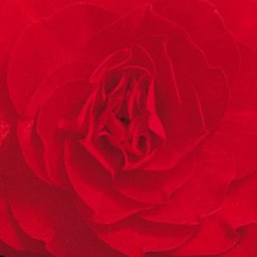 Bulbs Begònies Dobles