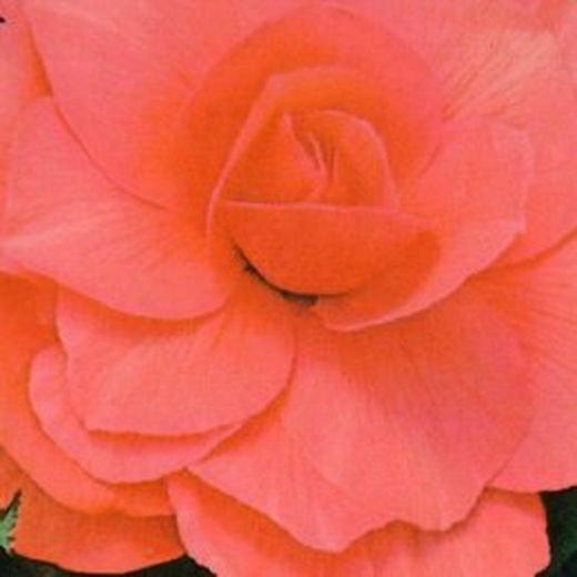 Bulbs Begònies Dobles