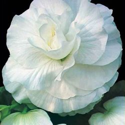 Bulbs Begònies Dobles