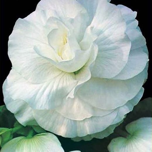 Bulbs Begònies Dobles