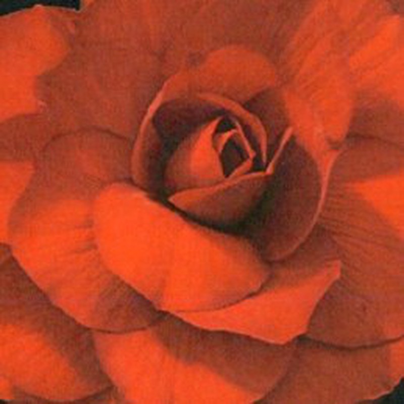 Bulbos Begonias Dobles — Floresfrescasonline