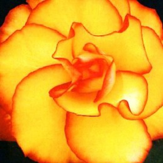 Bulbs Begònies Dobles