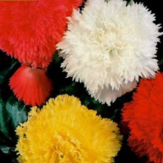Bulbs Begònies fimbriata