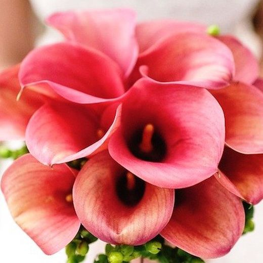 Bulbos Callas