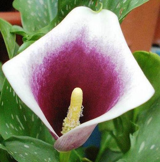 Bulbos Callas